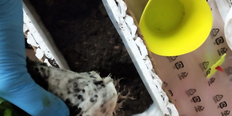 Powiększ grafikę: Wiosenny ogródek 