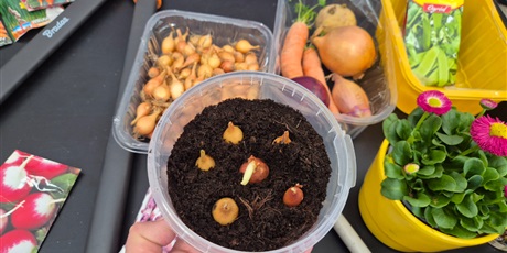 Powiększ grafikę: Wiosenny ogródek .Sadzimy cebulkę.