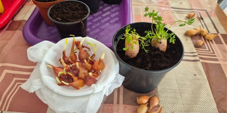 Powiększ grafikę: Wiosenny ogródek .Sadzimy cebulkę.