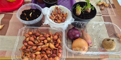 Powiększ grafikę: Wiosenny ogródek .Sadzimy cebulkę.