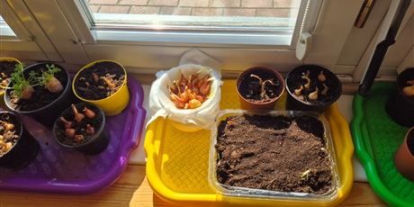 Powiększ grafikę: Wiosenny ogródek .Sadzimy cebulkę.