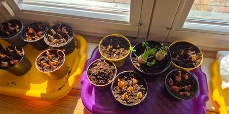 Powiększ grafikę: Wiosenny ogródek .Sadzimy cebulkę.