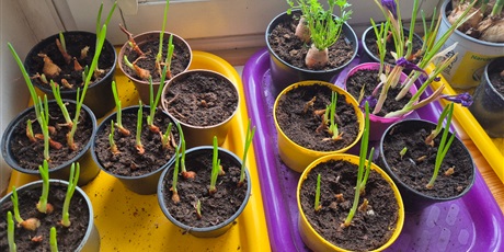 Powiększ grafikę: Wiosenny ogródek .Sadzimy cebulkę.