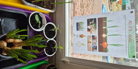 Powiększ grafikę: Wiosenny ogródek .Sadzimy cebulkę.