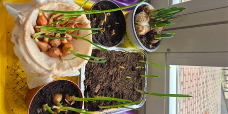 Powiększ grafikę: Wiosenny ogródek .Sadzimy cebulkę.