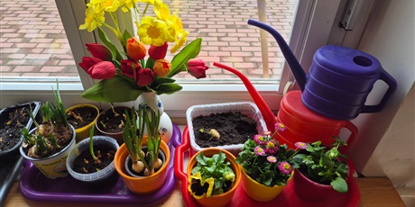 Powiększ grafikę: Wiosenny ogródek .Sadzimy cebulkę.