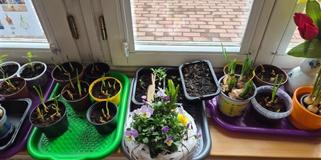 Powiększ grafikę: Wiosenny ogródek .Sadzimy cebulkę.