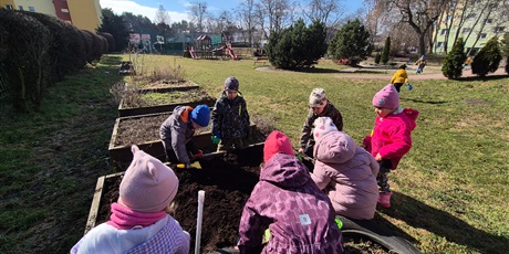 Powiększ grafikę: Wiosenny ogródek .Sadzimy cebulkę.